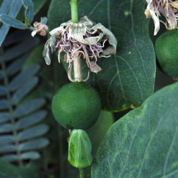 Passiflora mexicana, Mexican Passionflower